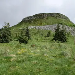 Sentier de randonnée menant au Puy de Chambourguet, avec des sapins et des fleurs sauvages dans un paysage verdoyant.