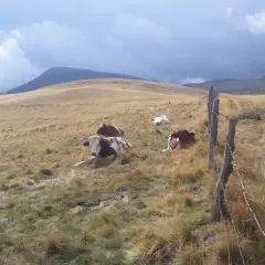 Vaches au repos dans un pré vallonné. Le ciel est menaçant. Combien de jours de beau temps avant la pluie ?
