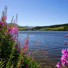 Fleurs roses sauvages bordant le lac du Guéry, invitant à la baignade sous un ciel bleu.