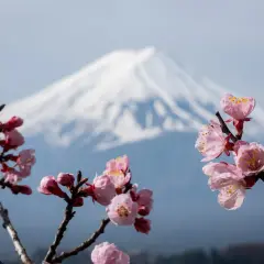 Fleurs roses épanouies devant le majestueux mont Fuji, une scène typique du lac Kawaguchi au printemps.