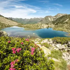 Magnifique lac bleu des Pyrénées, idéal pour une randonnée Néouvielle 1 jour. Rhododendrons en fleurs au premier plan.