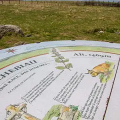 Panneau d'information au signal de Mailhebiau, altitude 1469m, avec poème et illustrations de paysages et d'une vache Aubrac.