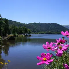 Fleurs roses éclatantes devant un lac paisible, bordé de collines verdoyantes. Un paysage typique du lac Massif Central.