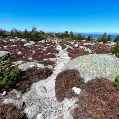 Sentier rocailleux bordé de bruyère et de pins, sous un ciel bleu éclatant. Une vue typique du pic Cassini.