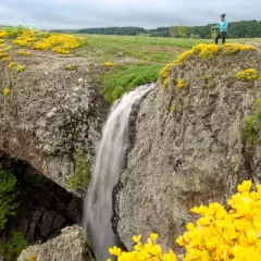 Une randonneuse admire la cascade d'Aubrac, entourée de genêts jaunes éclatants et de verdure luxuriante.