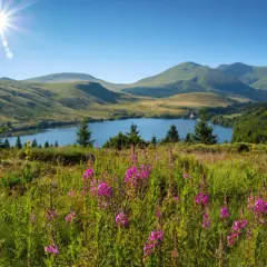Un lac d'Auvergne baigné de soleil, entouré de collines verdoyantes et de fleurs sauvages roses.