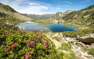 Magnifique lac bleu des Pyrénées, idéal pour une randonnée Néouvielle 1 jour. Rhododendrons en fleurs au premier plan.