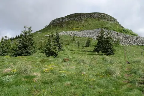 Sentier de randonnée menant au Puy de Chambourguet, avec des sapins et des fleurs sauvages dans un paysage verdoyant.