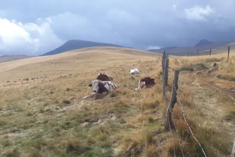 Vaches au repos dans un pré vallonné. Le ciel est menaçant. Combien de jours de beau temps avant la pluie ?