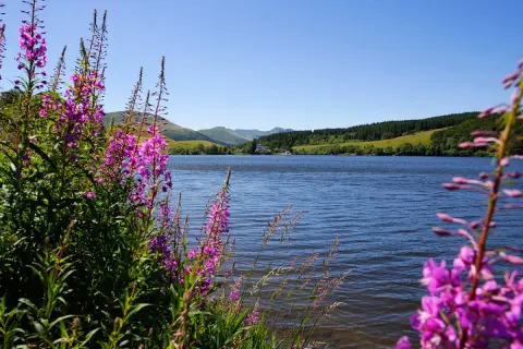 Fleurs roses sauvages bordant le lac du Guéry, invitant à la baignade sous un ciel bleu.