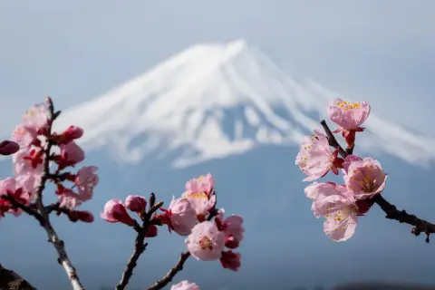 Fleurs roses épanouies devant le majestueux mont Fuji, une scène typique du lac Kawaguchi au printemps.