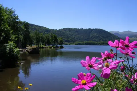 Fleurs roses éclatantes devant un lac paisible, bordé de collines verdoyantes. Un paysage typique du lac Massif Central.