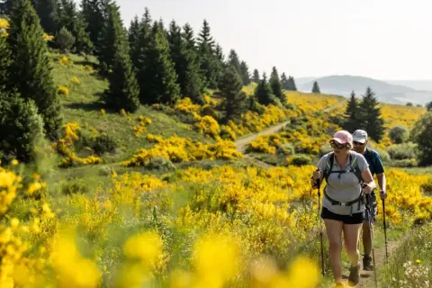 Couple en randonnée auvergne, traversant un champ de genêts en fleurs sous un ciel clair.