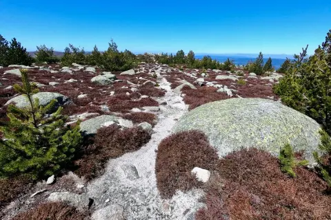 Sentier rocailleux bordé de bruyère et de pins, sous un ciel bleu éclatant. Une vue typique du pic Cassini.