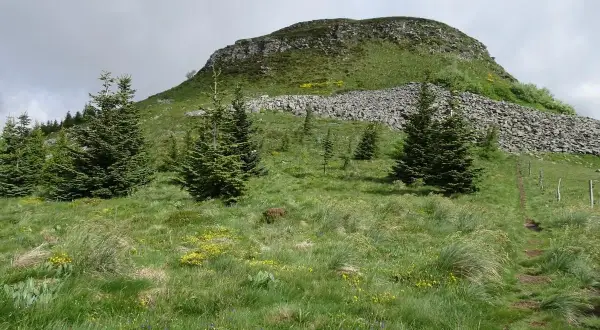 Sentier de randonnée menant au Puy de Chambourguet, avec des sapins et des fleurs sauvages dans un paysage verdoyant.