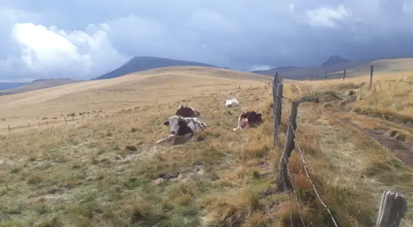 Vaches au repos dans un pré vallonné. Le ciel est menaçant. Combien de jours de beau temps avant la pluie ?
