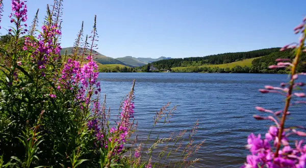 Fleurs roses sauvages bordant le lac du Guéry, invitant à la baignade sous un ciel bleu.