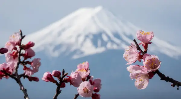 Fleurs roses épanouies devant le majestueux mont Fuji, une scène typique du lac Kawaguchi au printemps.