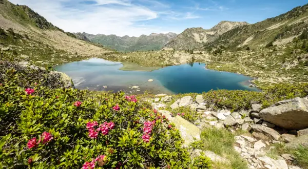 Magnifique lac bleu des Pyrénées, idéal pour une randonnée Néouvielle 1 jour. Rhododendrons en fleurs au premier plan.