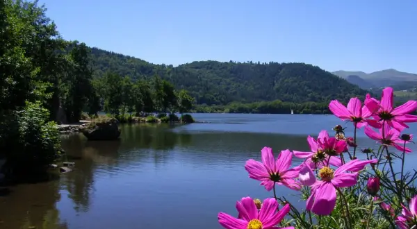 Fleurs roses éclatantes devant un lac paisible, bordé de collines verdoyantes. Un paysage typique du lac Massif Central.