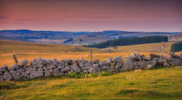 Paysage vallonné de l'altitude Aubrac, avec un muret de pierres sèches au premier plan et des collines ondulantes à l'horizon sous un ciel orangé.
