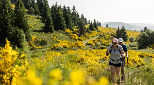 Couple en randonnée auvergne, traversant un champ de genêts en fleurs sous un ciel clair.