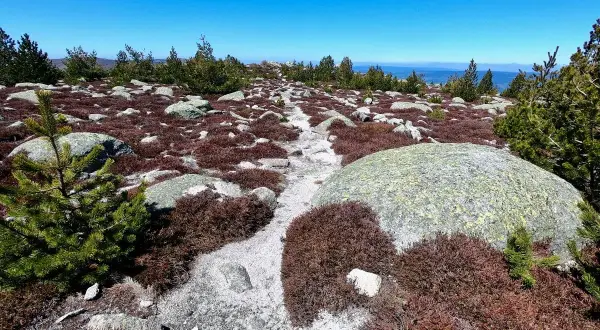 Sentier rocailleux bordé de bruyère et de pins, sous un ciel bleu éclatant. Une vue typique du pic Cassini.