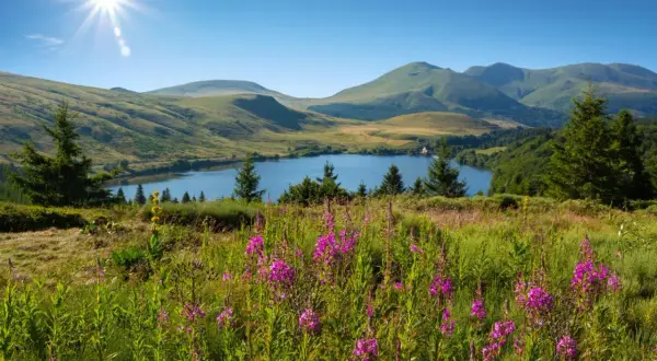 Un lac d'Auvergne baigné de soleil, entouré de collines verdoyantes et de fleurs sauvages roses.