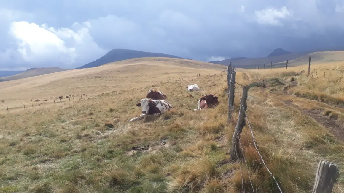 Vaches au repos dans un pré vallonné. Le ciel est menaçant. Combien de jours de beau temps avant la pluie ?