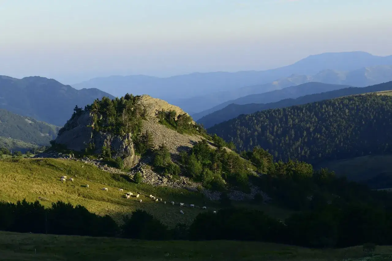 Vaches paisibles sur les pentes verdoyantes du col de la Croix de Boutières, sous un ciel clair et des montagnes bleutées.