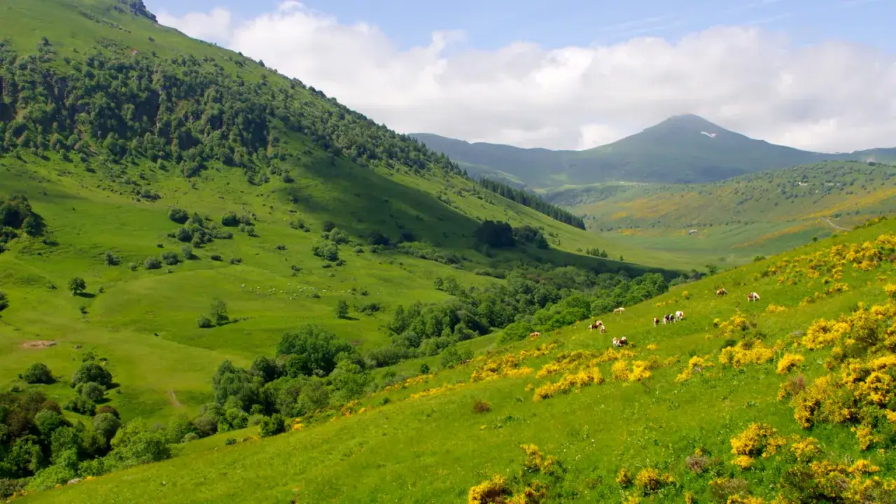 Vastes prairies verdoyantes du gr4 cantal, parsemées de genêts fleuris et de quelques vaches paisibles.