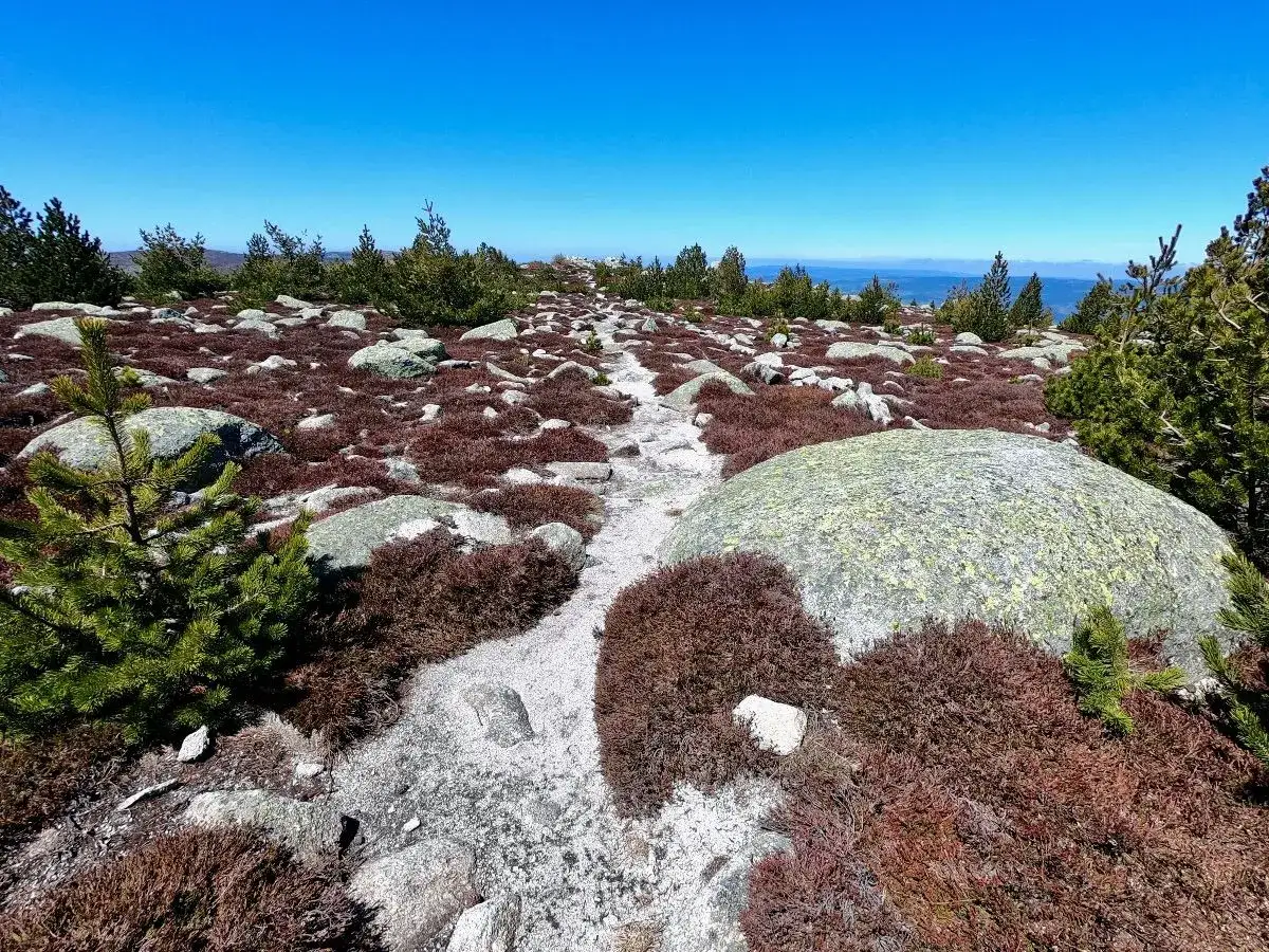 Sentier rocailleux à travers une lande d'arbustes rouges et de pins, sous un ciel bleu éclatant. Pic Cassini.