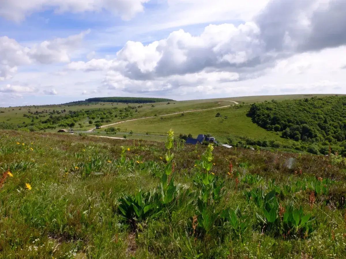 Vaste paysage verdoyant au col de Supeyres, avec des prairies fleuries, une route sinueuse et des collines boisées sous un ciel nuageux.