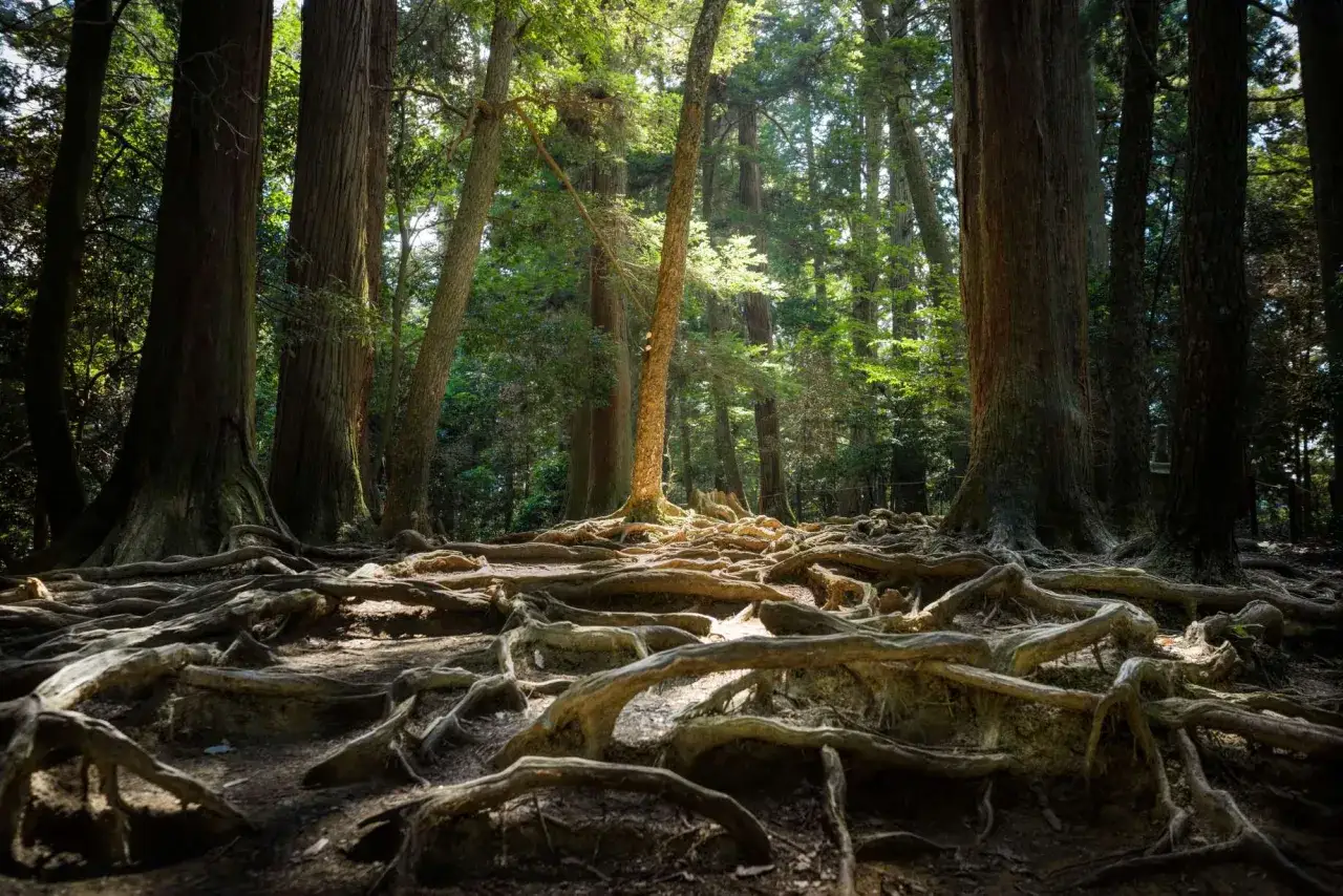 Forêt de mont Kurama avec des racines d'arbres noueuses et imposantes émergeant du sol, baignée par la lumière du soleil filtrant à travers les cimes.