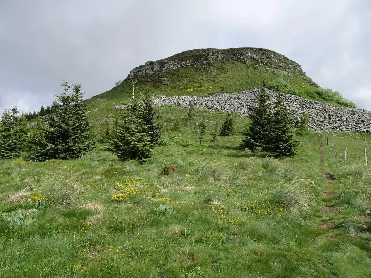 Sentier de randonnée menant au Puy de Chambourguet, avec des sapins et des fleurs sauvages dans un paysage verdoyant.
