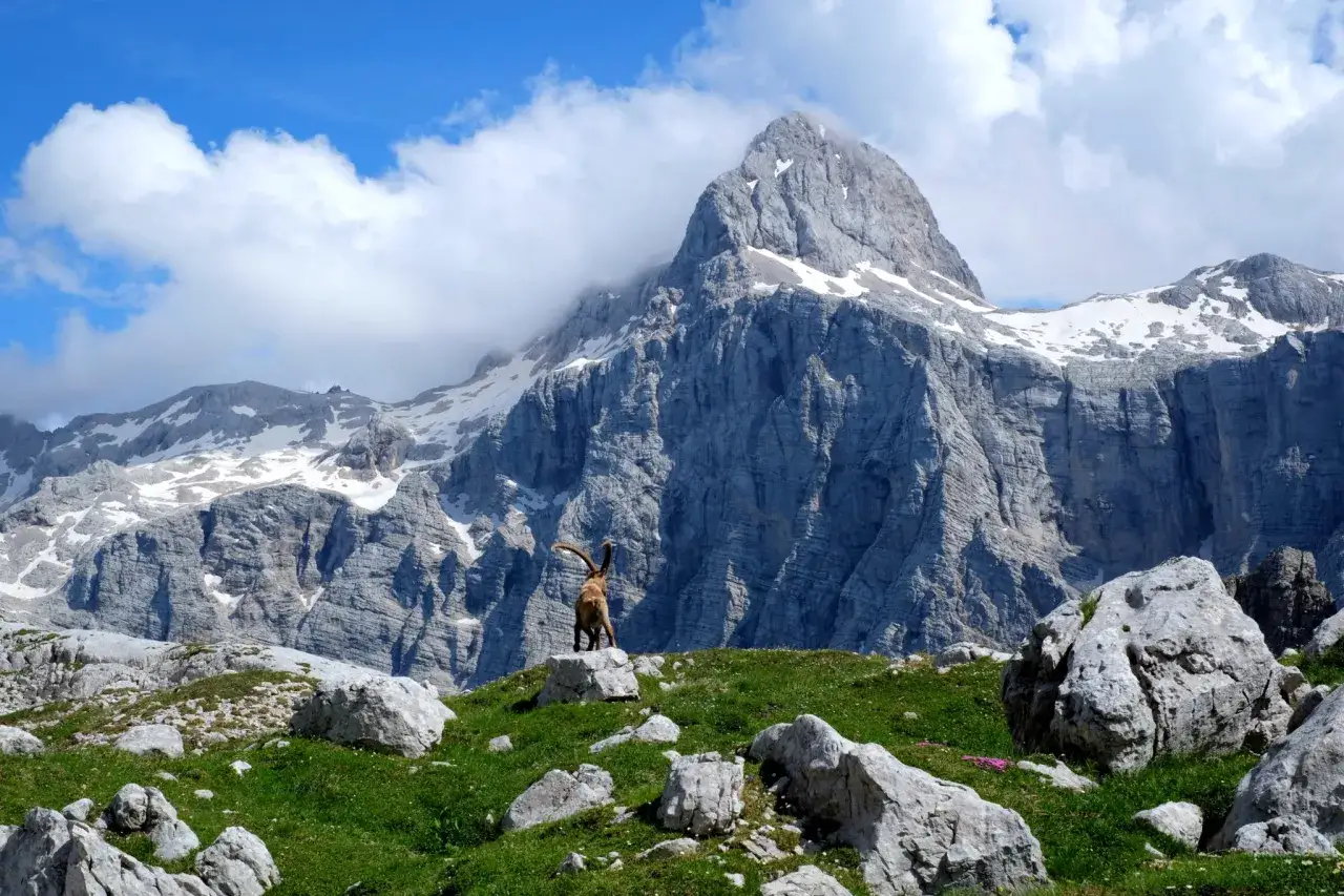 Un bouquetin se dresse fièrement sur un rocher, dominant les majestueuses Alpes Juliennes sous un ciel bleu parsemé de nuages.