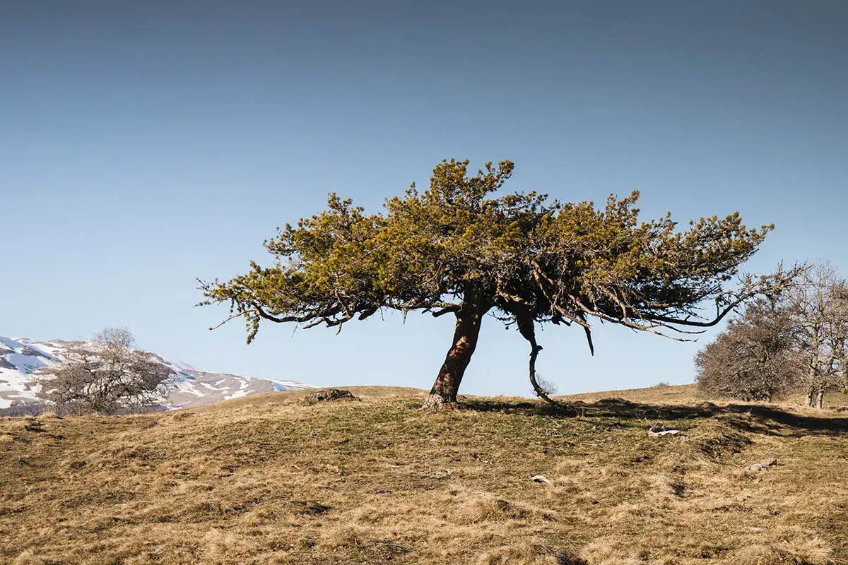 Un arbre solitaire se dresse sur une colline herbeuse, près du lac Chauvet. Le ciel est clair et les montagnes enneigées à l'horizon.
