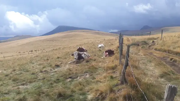 Vaches au repos dans un pré vallonné. Le ciel est menaçant. Combien de jours de beau temps avant la pluie ?
