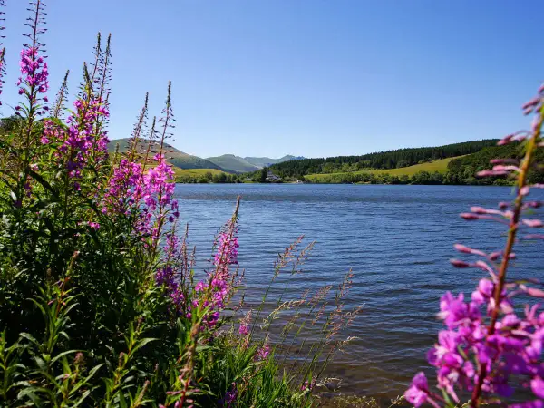 Fleurs roses sauvages bordant le lac du Guéry, invitant à la baignade sous un ciel bleu.