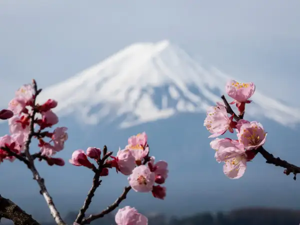 Fleurs roses épanouies devant le majestueux mont Fuji, une scène typique du lac Kawaguchi au printemps.