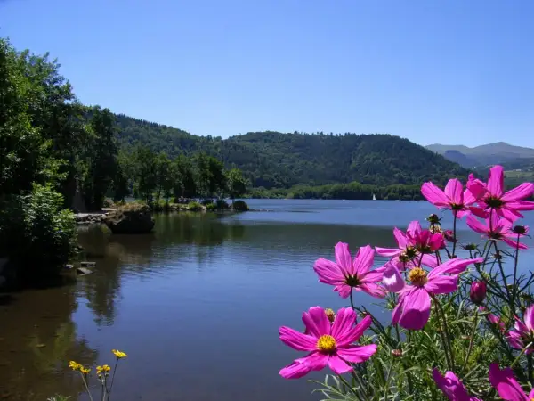 Fleurs roses éclatantes devant un lac paisible, bordé de collines verdoyantes. Un paysage typique du lac Massif Central.