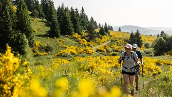 Couple en randonnée auvergne, traversant un champ de genêts en fleurs sous un ciel clair.