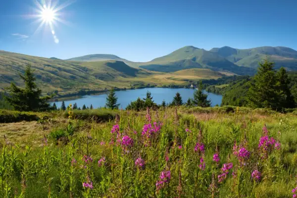 Un lac d'Auvergne baigné de soleil, entouré de collines verdoyantes et de fleurs sauvages roses.